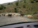 Sheep on the road